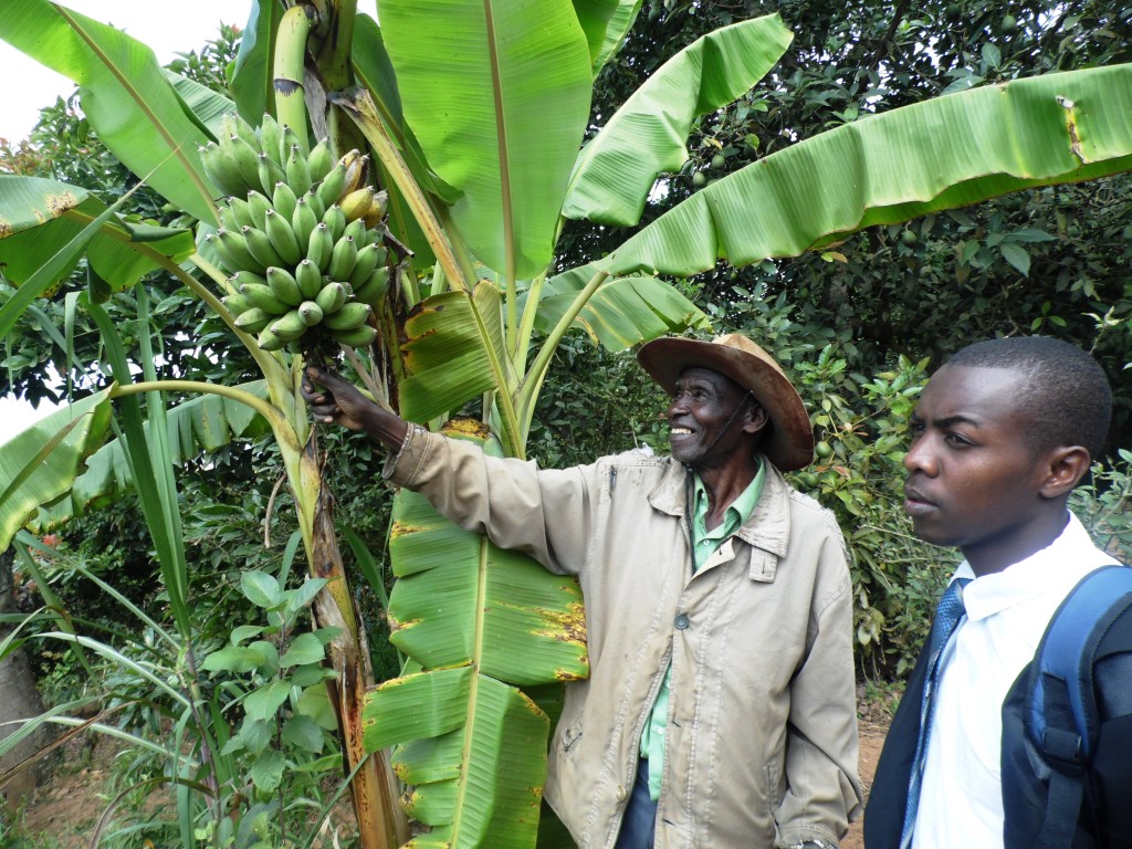 Banana Muia Kusenga By Laban Robert.JPG